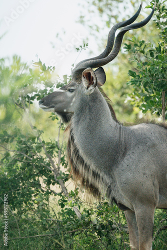 Fototapeta Naklejka Na Ścianę i Meble -  Kudu/antilope in the wild