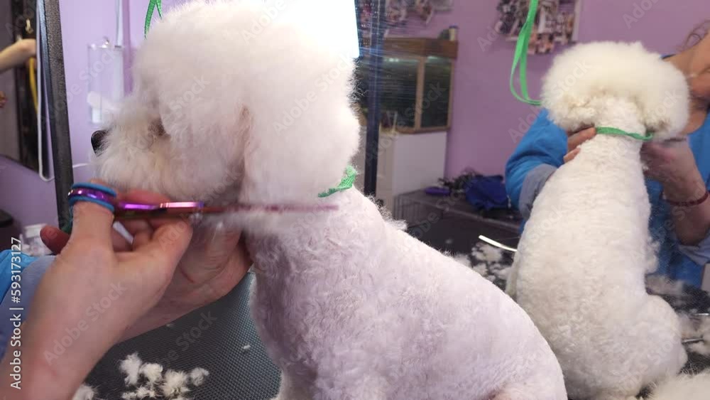 A groomer cuts a white dog of the Bichon Frise A groomer cuts a white dog of the Bichon Frise