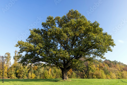 The yellowing foliage of an oak in the autumn season