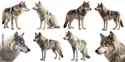 Wolf set over png background created with Ai technology