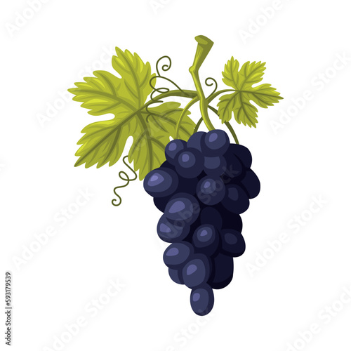 Grape Cluster or Bunch with Leaf as Georgia Cultural Symbol and Country Attribute Vector Illustration