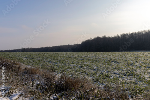 Fototapeta Naklejka Na Ścianę i Meble -  plants in the winter season covered with white cold snow