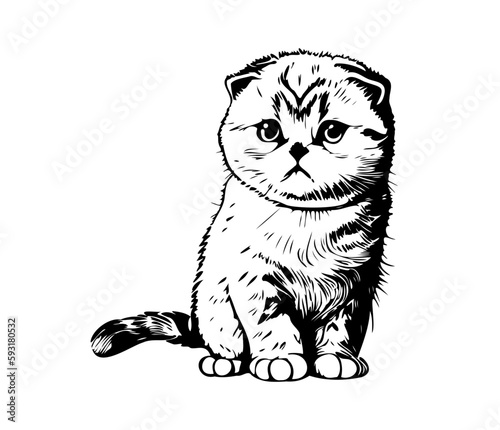 Scottish fold Face, Silhouettes cat face SVG, black and white Scottish fold vector