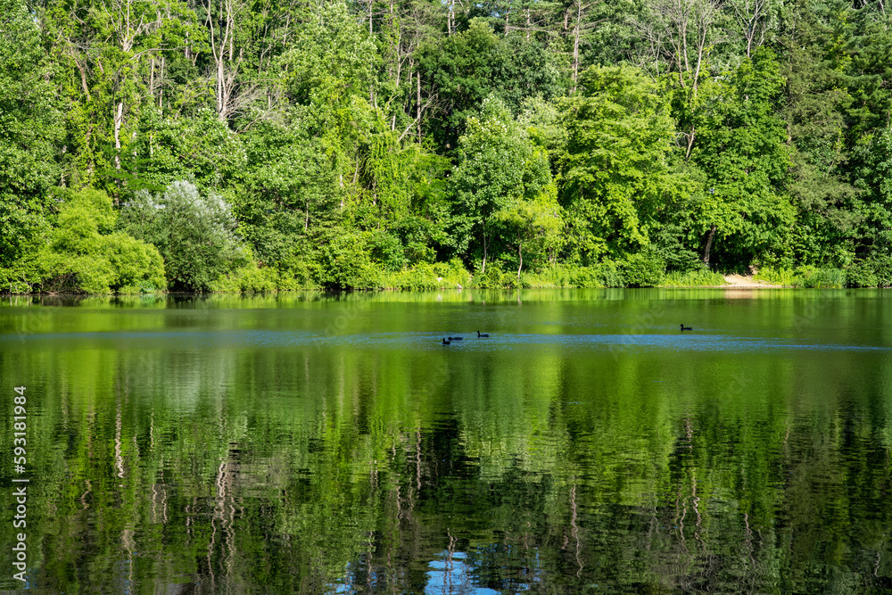 Sunny green woodland reflected in lake with ducks Sunny green woodland reflected in lake with ducks