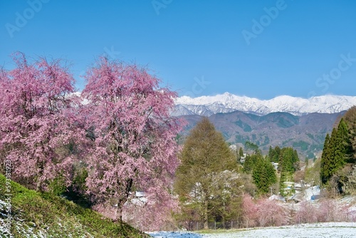 【長野】番所の桜