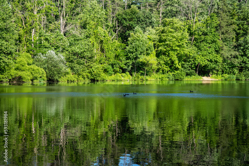 Sunny green woodland reflected in lake with ducks