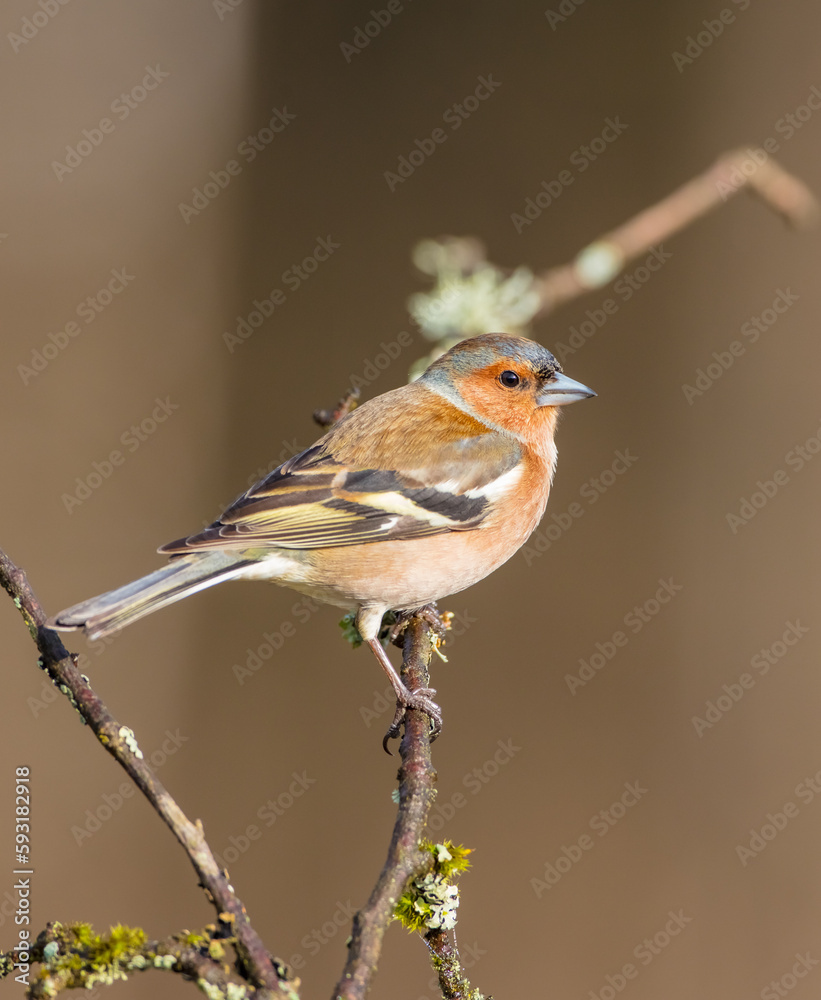 Fototapeta premium The common chaffinch - male bird at the wet forest in early spring