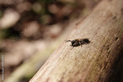Closeup on a male of the coppice mining bee, Andrena helvola, sunbathing on a peace of wood