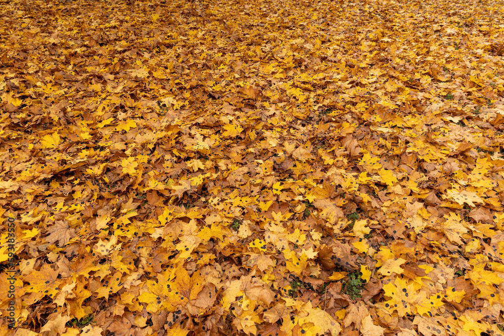 Orange maple foliage after wind and leaf fall Orange maple foliage after wind and leaf fall