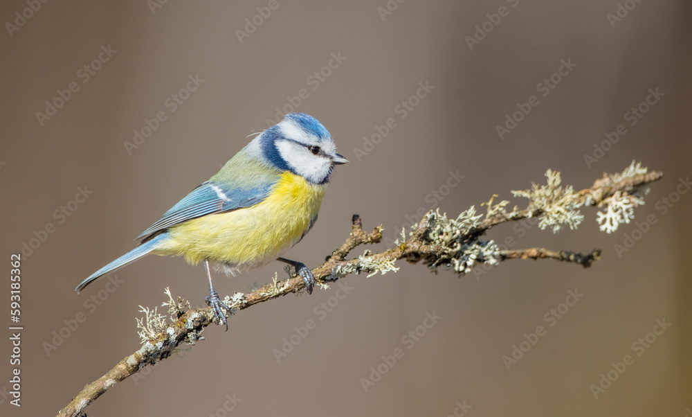 Eurasian Blue Tit - at a wet forest in early spring Eurasian Blue Tit - at a wet forest in early spring