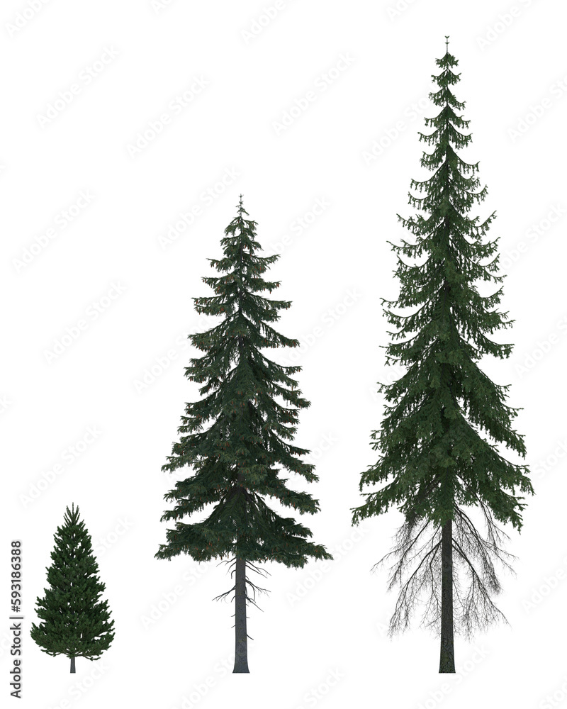set of fir trees and pine trees with no background, very clean png