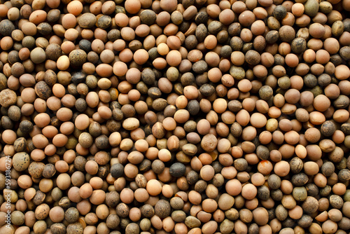 Top view of wiki seeds, background, texture. Wiki seed background, texture, top view. Dry wiki seeds close up, background, texture, top view.