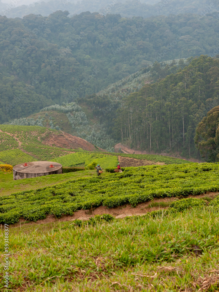 Green tea field. Two local women are harvesting tea leaves.