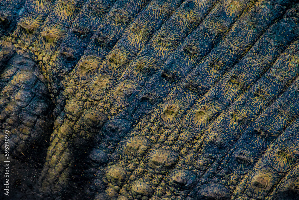 abstract background pattern crocodile skin