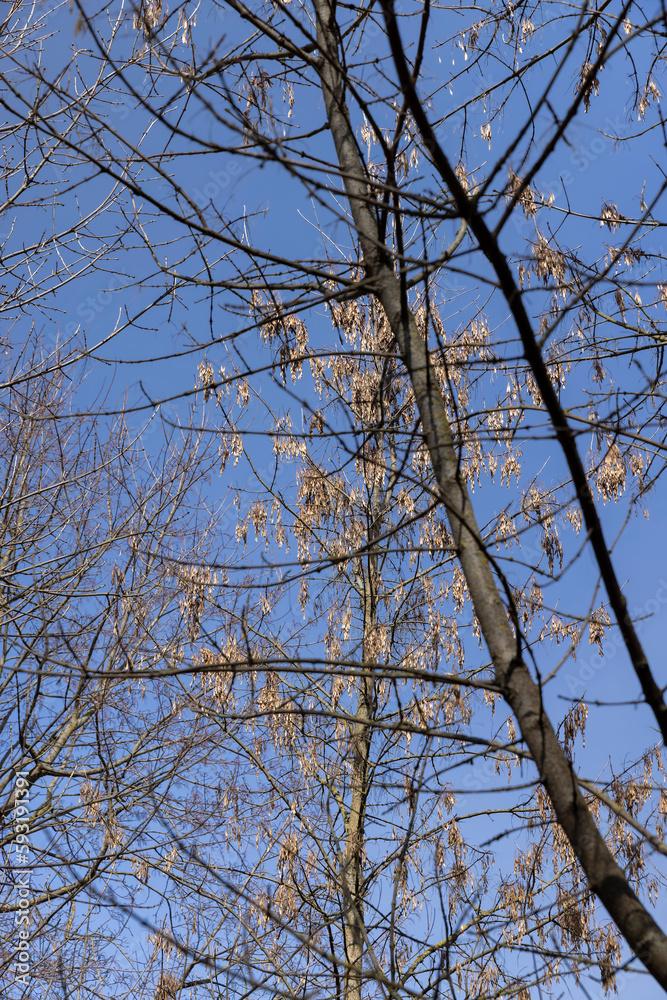 Maple tree branches in the park in spring sunny weather Maple tree branches in the park in spring sunny weather