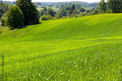 Agricultural field with a large number of green cereals