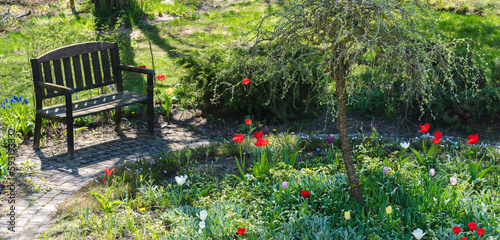 Garden landscape on a spring day, to the left is a wooden bench, middle bed with flowers and in the middle is Weeping Siberian Peashrub (Caragana arborescens pendula)