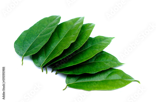 Green Tiliacora triandra leaves or Bai ya nang Thai name ,isolated on white background. Concept, Thai herbal plants that have medicinal qualification, food and drink ingredient. 