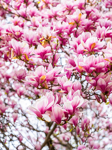 magnolia tree blooming. pink flowers