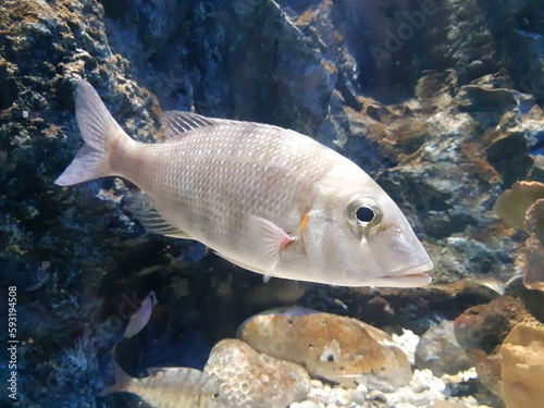 fish in aquarium