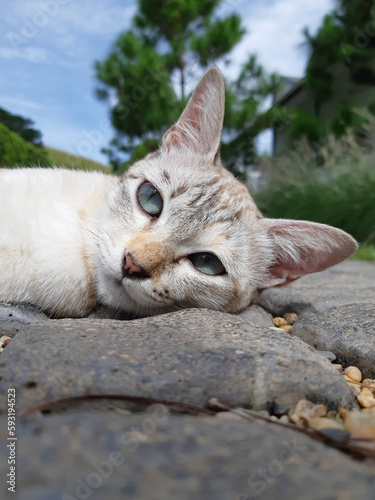 portrait of a cat on the floor