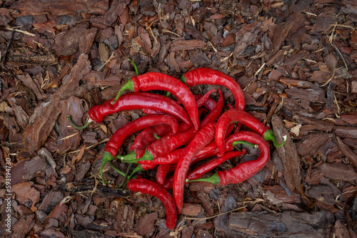 Hot Mexican pepper top view. A bunch of red pepper on the ground. Vegetable farm. Natural fresh vegetables.