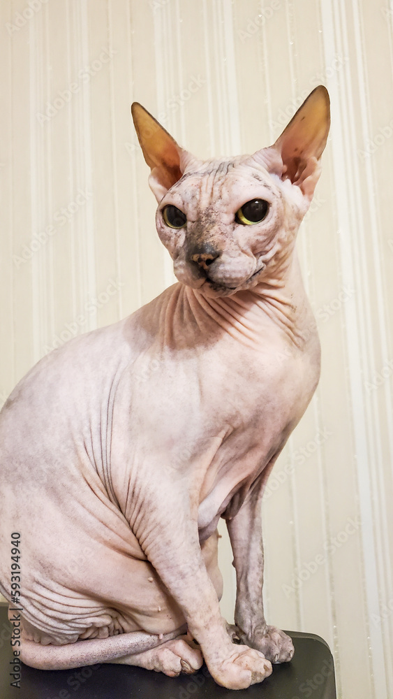 Sphinx cat without fur close-up. A bald cat