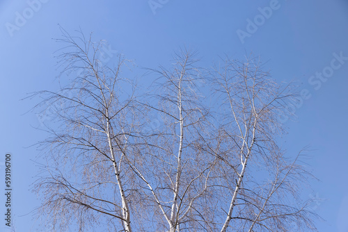 Birch tree branches in the park in spring sunny weather