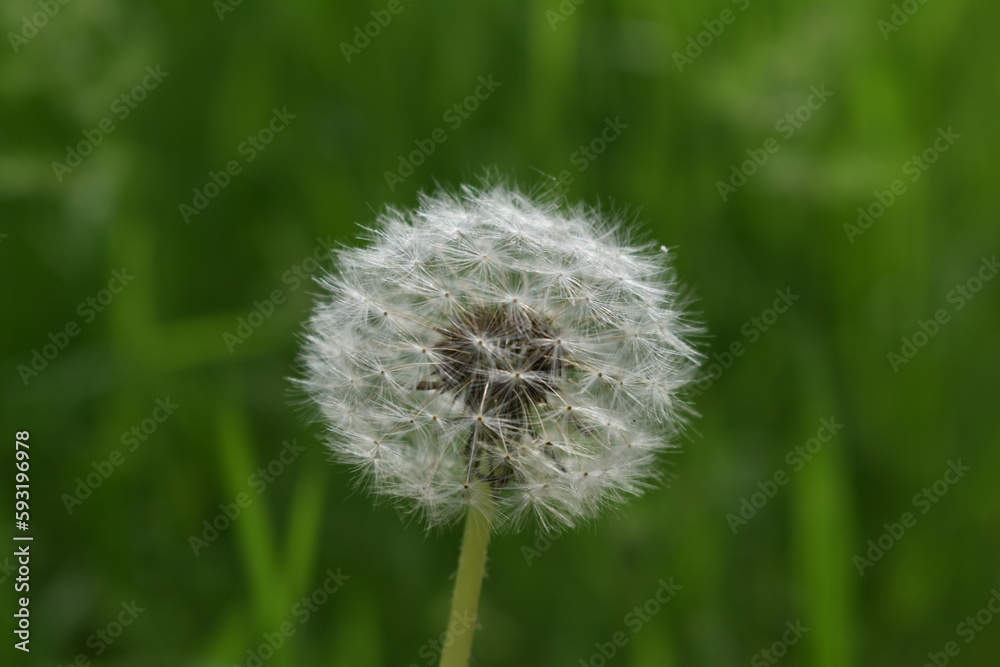 Dandelion on a green background Dandelion on a green background