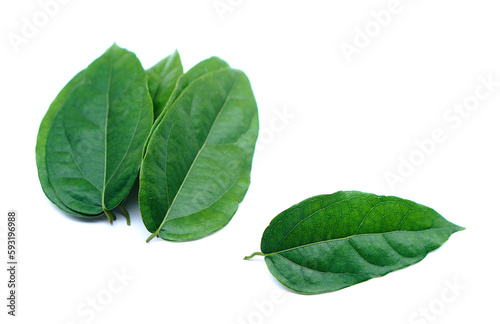 Green Tiliacora triandra leaves or Bai ya nang Thai name ,isolated on white background. Concept, Thai herbal plants that have medicinal qualification, food and drink ingredient.           