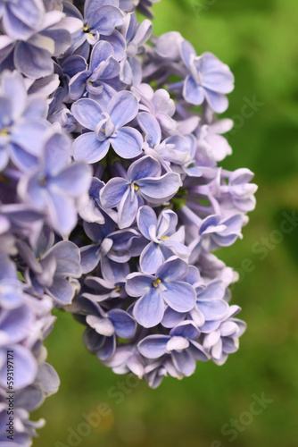 Lilac purple decorative garden flowers © Muhabbat
