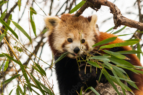 roter Panda isst Bambus photo