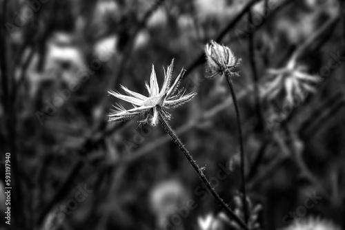 an old withered dandelion head. Black and white view