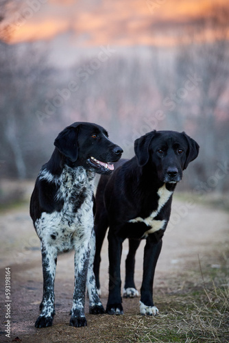 Two black and white dogs on a road together at sunset