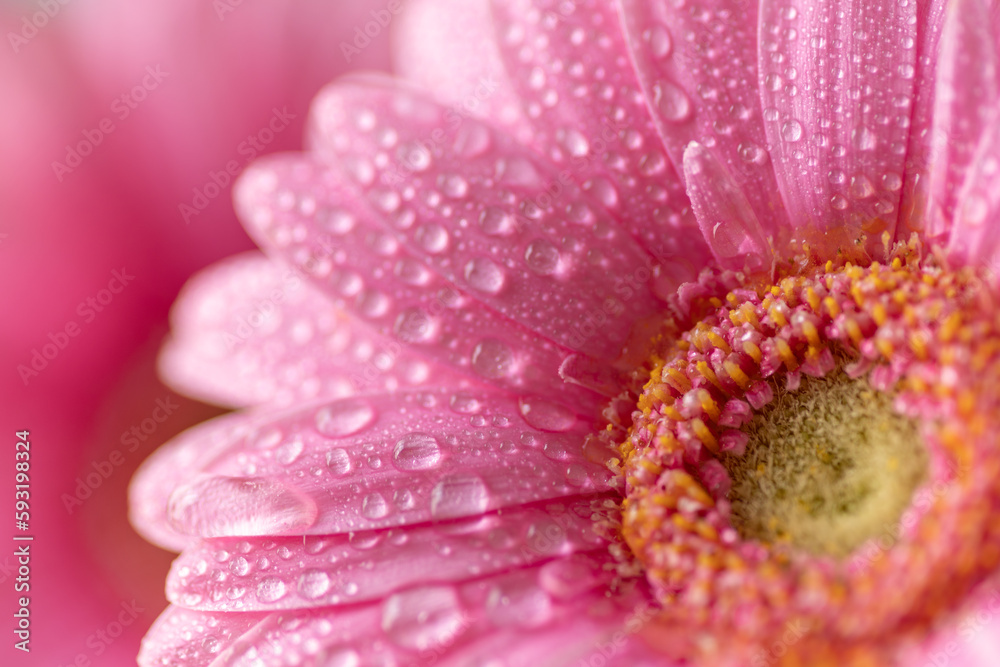 濡れたガーベラ