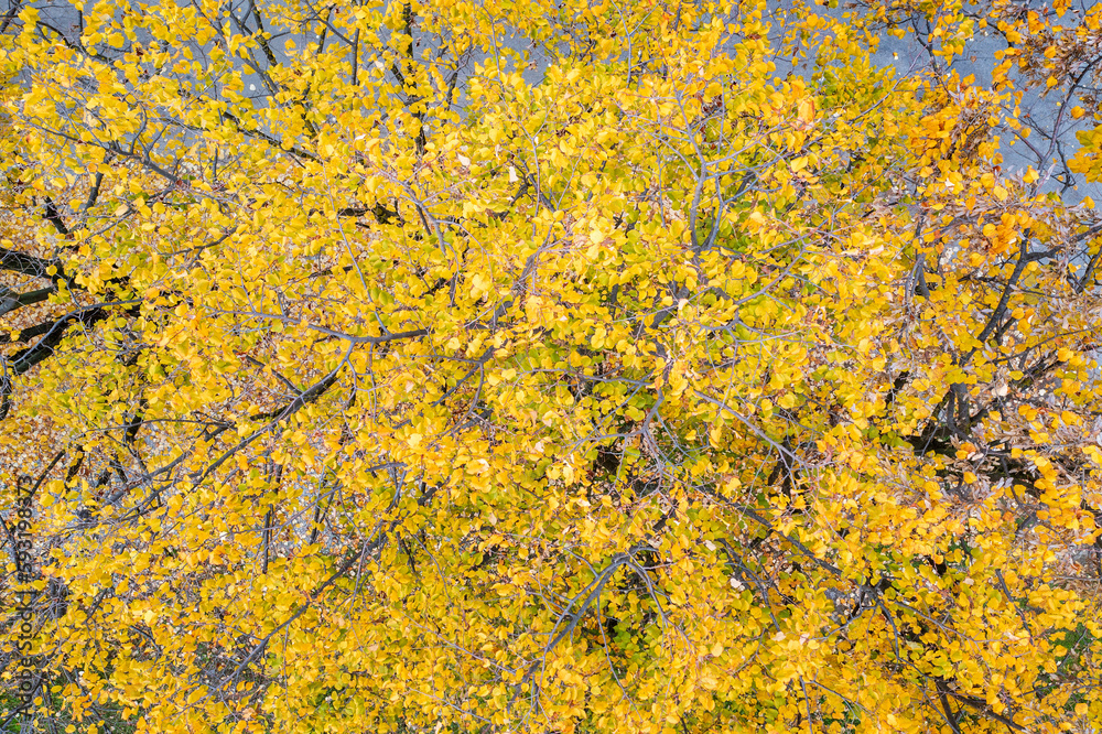 aerial top view of an autumn tree with yellow leaves aerial top view of an autumn tree with yellow leaves