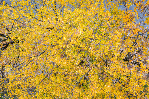 aerial top view of an autumn tree with yellow leaves