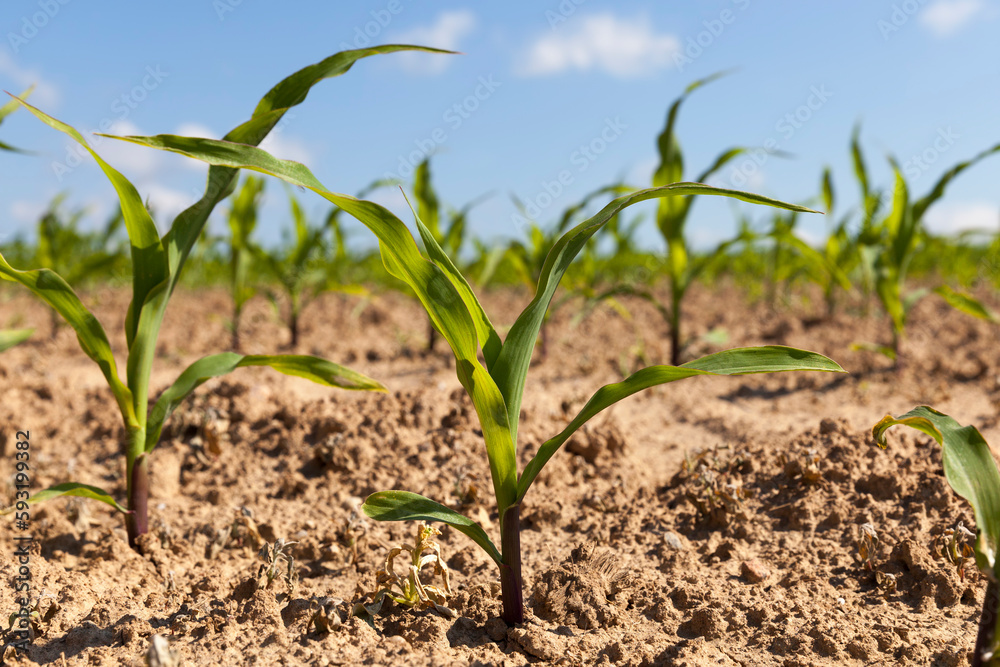 small green corn sprouts in the summer small green corn sprouts in the summer