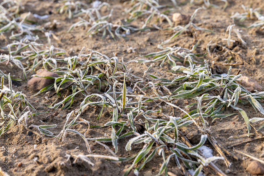green wheat covered with snow and frost in winter green wheat covered with snow and frost in winter