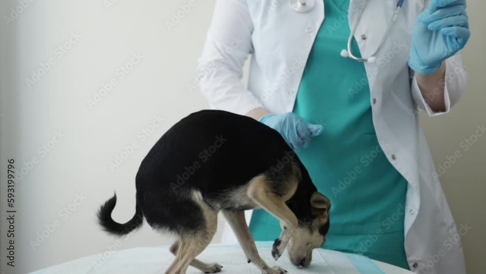 veterinary medicament,pet pharmacy, veterinarian gives a pill to a dog, treatment and care for the health of puppies, medicine for worms veterinary medicament,pet pharmacy, veterinarian gives a pill to a dog, treatment and care for the health of puppies, medicine for worms
