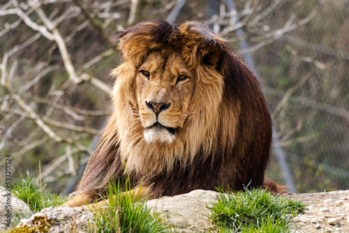 Löwe sitzt auf Felsen © Carola