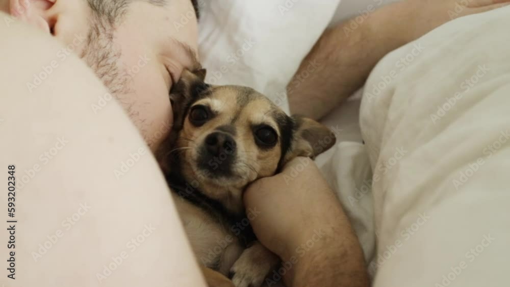 the dog sleeps with the owner in bed, a cute funny pet lies with a man under the covers the dog sleeps with the owner in bed, a cute funny pet lies with a man under the covers