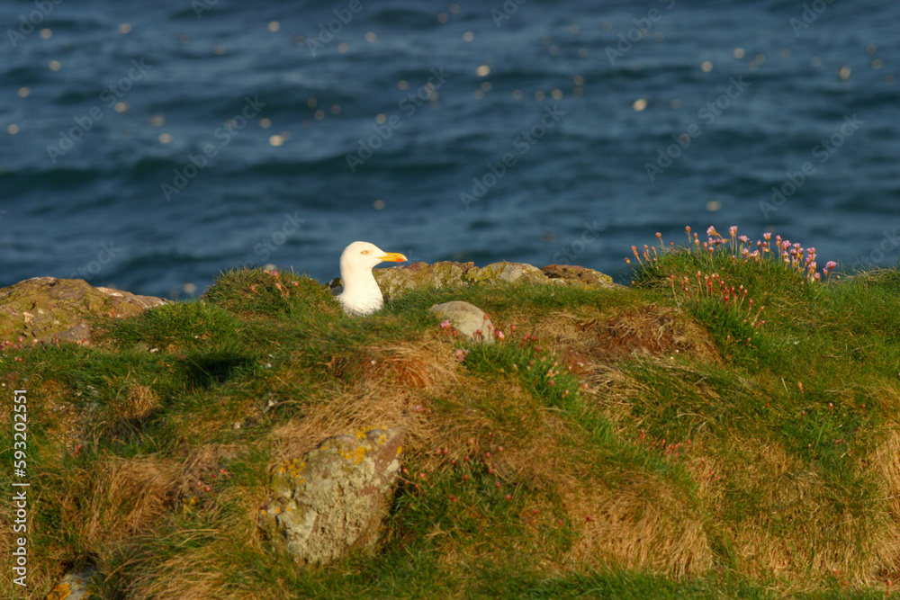 Fototapeta premium Seagull - Crawton - Aberdeenshire - Scotland - UK