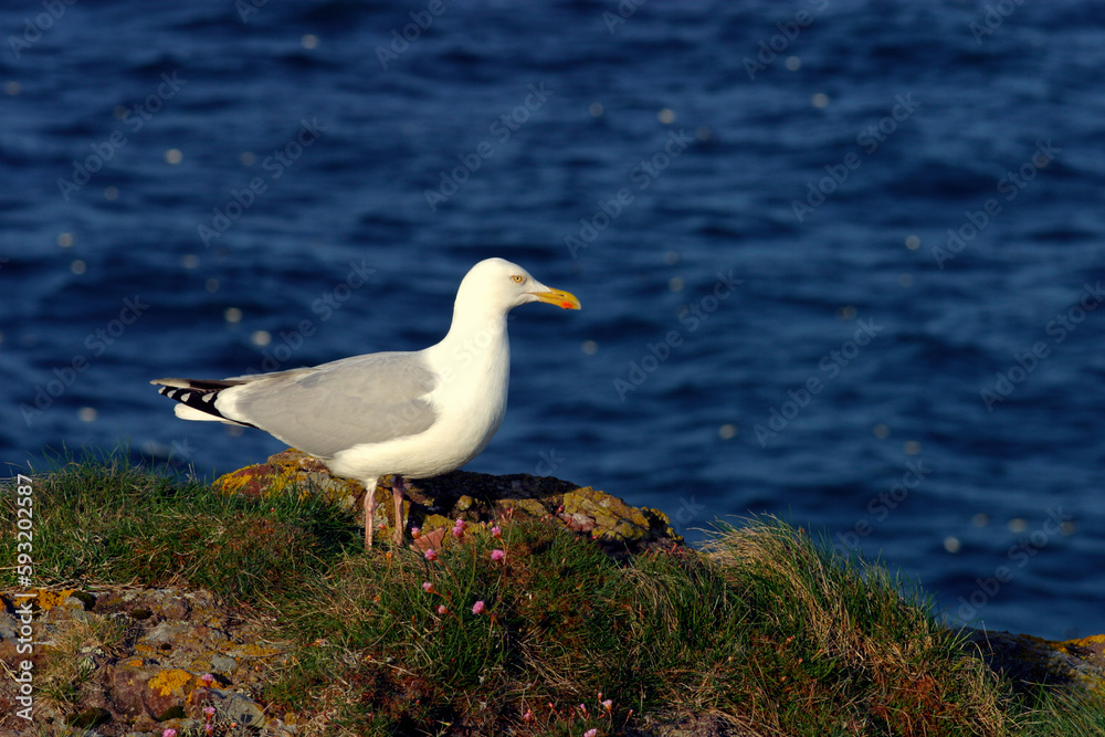 Seagull - Crawton - Aberdeenshire - Scotland - UK Seagull - Crawton - Aberdeenshire - Scotland - UK