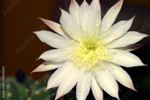 Cactus flower - Echinopsis,subdenudata - detailed view