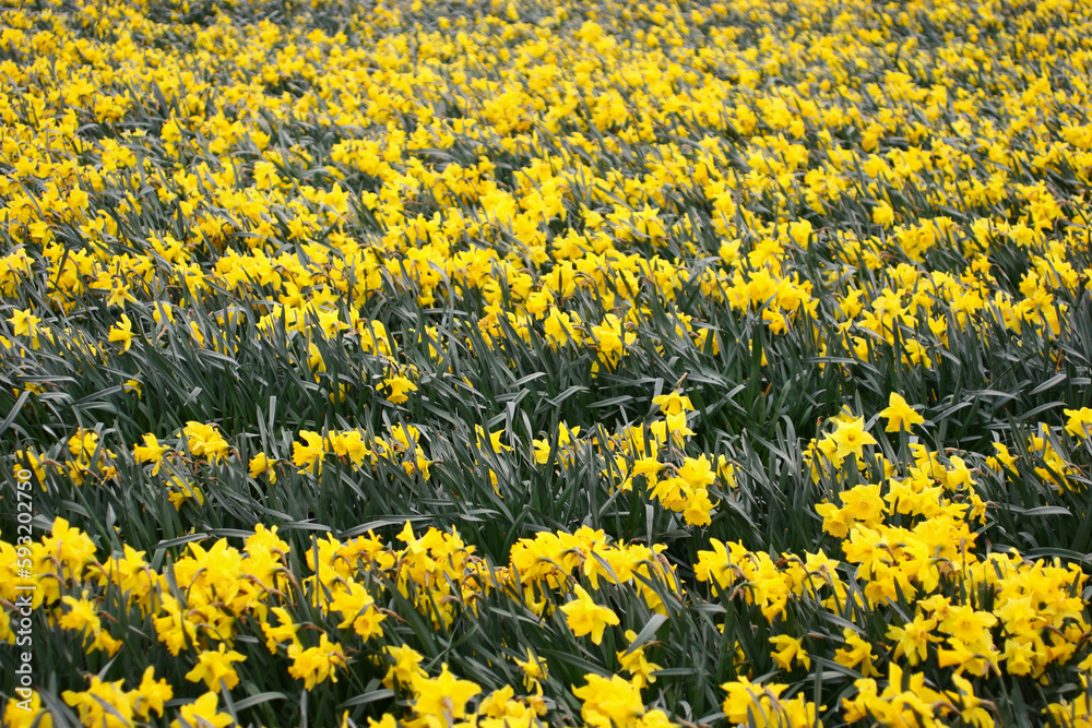 Field of daffodils - narcissium - in background