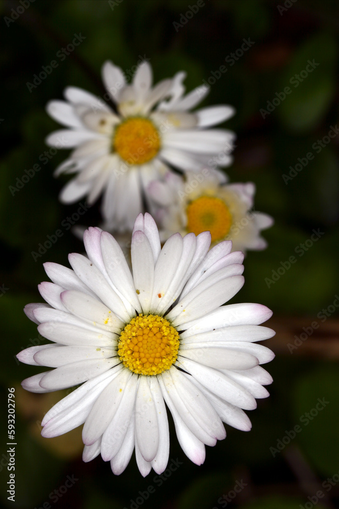 Daisy - Bellis perrenis - detail of inflorescence Daisy - Bellis perrenis - detail of inflorescence