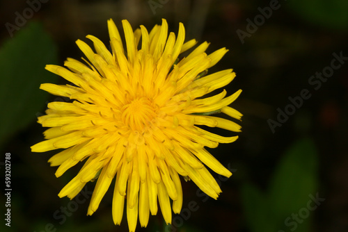 Dandelion - Taraxacum officinale - detail of inforescence