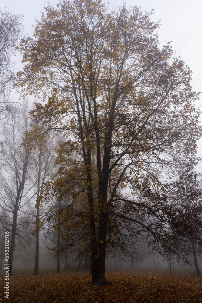 Bare deciduous trees in the autumn season in cloudy weather Bare deciduous trees in the autumn season in cloudy weather