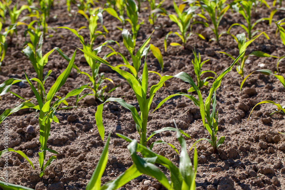 small green corn sprouts in the summer small green corn sprouts in the summer